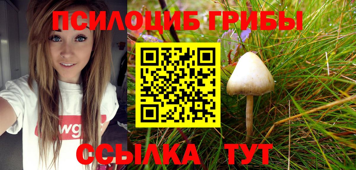 Тихорецк  Псилоцибиновые грибы Psilocybine cubensis  Вход с VPN 
